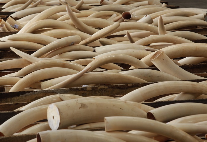 Global efforts against ivory traffickers still fall short 